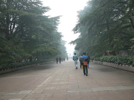 南京郊，上中山陵的長坡道兩旁植滿整排的“迎客松”。據聞等下雪後，您可就得踏這被雪壓下地的松枝前進啦！